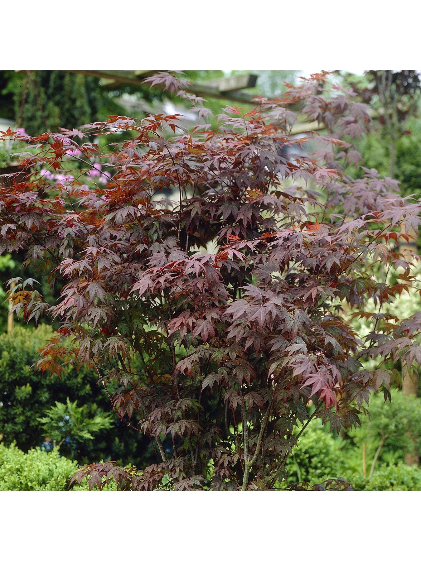 Hardy Acers Collection 3 X 10.5cm 3 Hardy Acers Collection 3 X 10.5cm