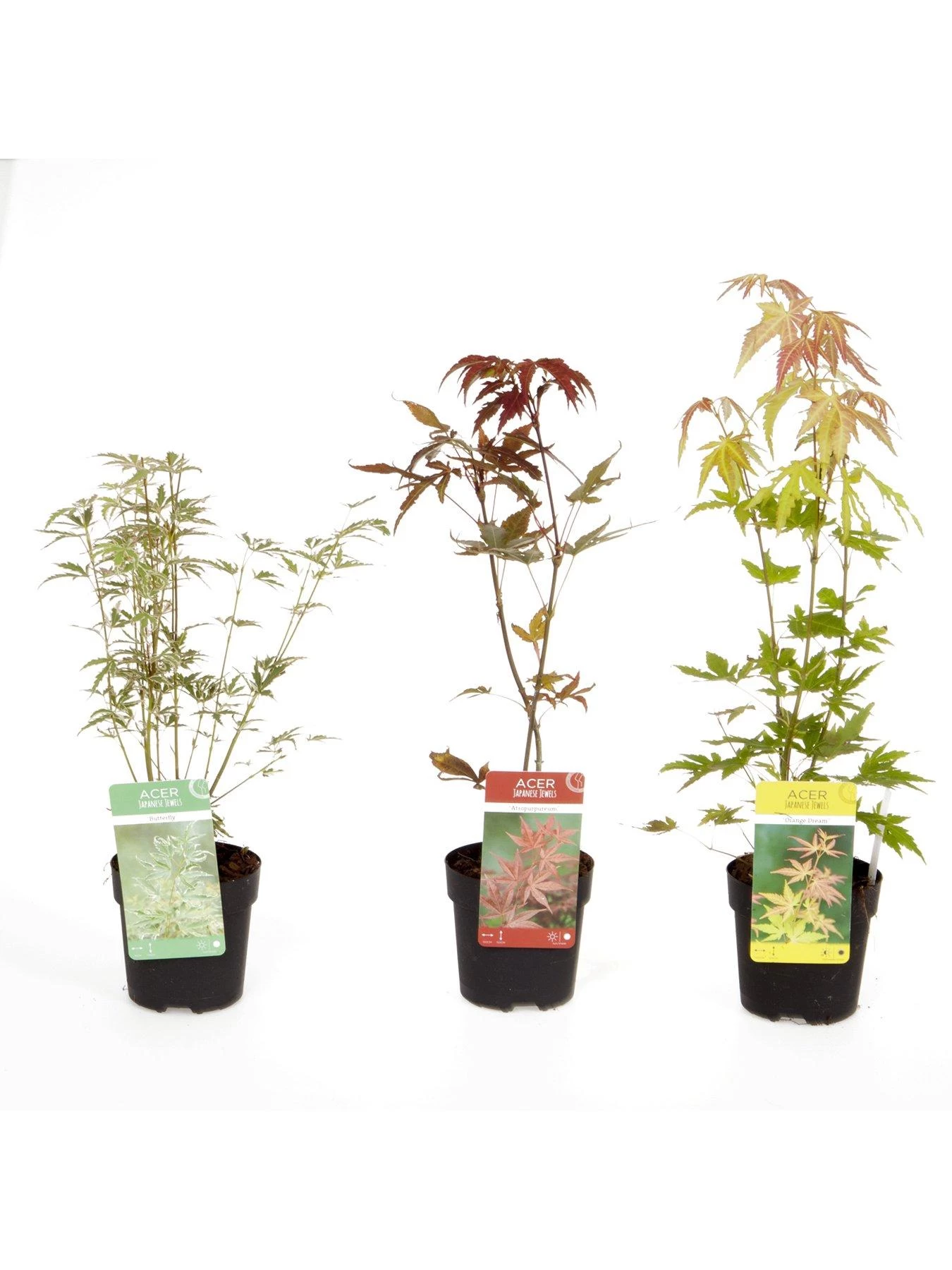 Hardy Acers Collection 3 X 10.5cm 4 Hardy Acers Collection 3 X 10.5cm - Image 2