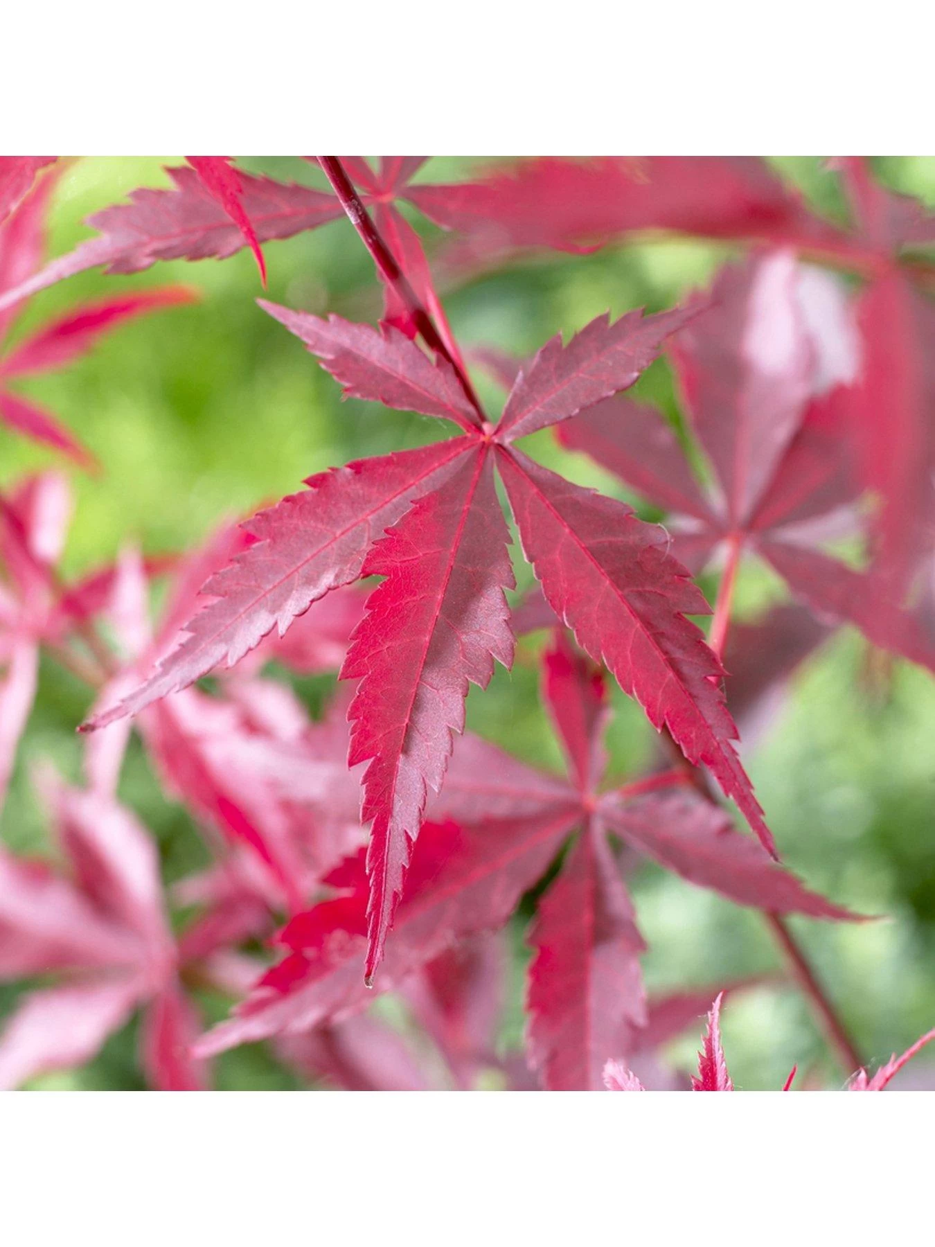 Hardy Acers Collection 3 X 10.5cm 5 Hardy Acers Collection 3 X 10.5cm - Image 3