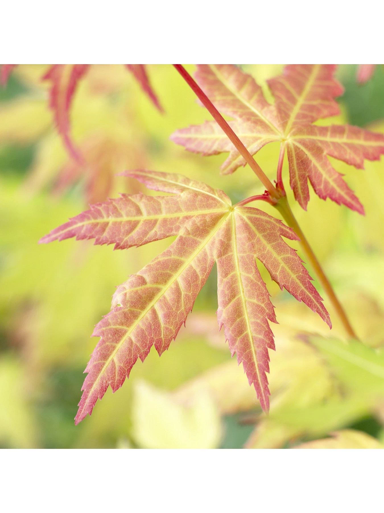 Hardy Acers Collection 3 X 10.5cm 6 Hardy Acers Collection 3 X 10.5cm - Image 4