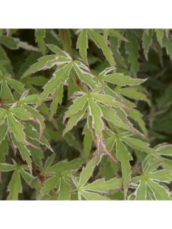 Hardy Acers Collection 3 X 10.5cm 11 Hardy Acers Collection 3 X 10.5cm -Home Comprehensive MKXRE SQ5 0000000088 NO COLOR SLd3