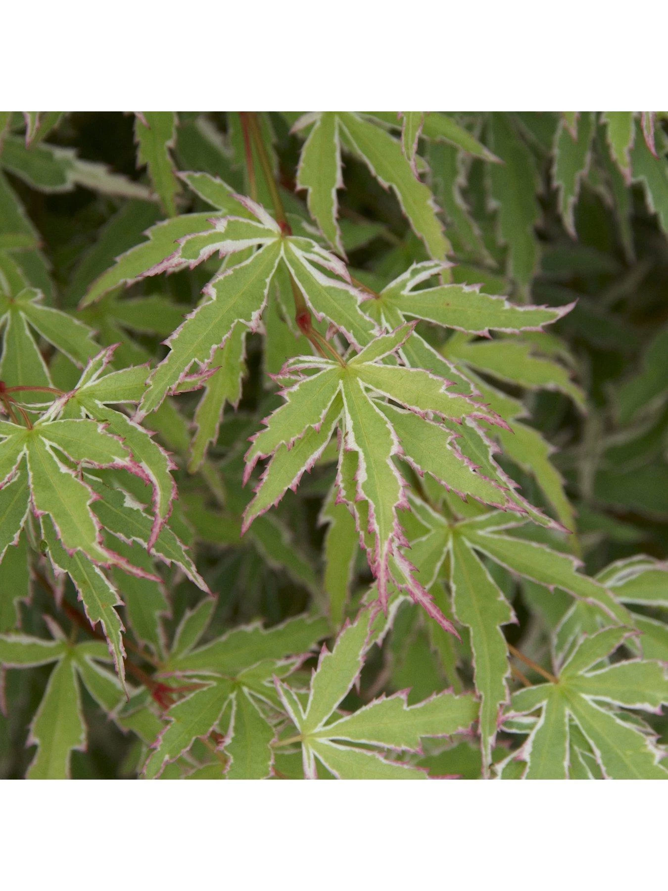 Hardy Acers Collection 3 X 10.5cm 7 Hardy Acers Collection 3 X 10.5cm - Image 5