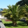 Pair Of Phoenix Canariensis 60-80cm Tall