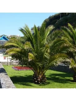Pair Of Phoenix Canariensis 60-80cm Tall