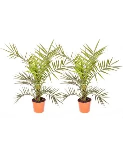 Pair Of Phoenix Canariensis 60-80cm Tall -Home Comprehensive MQF6R SQ5 0000000088 NO COLOR SLd3