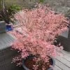Acer 'Taylor' 3L Pot 50cm Tall - Pink Leaves