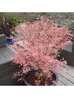 Acer 'Taylor' 3L Pot 50cm Tall - Pink Leaves
