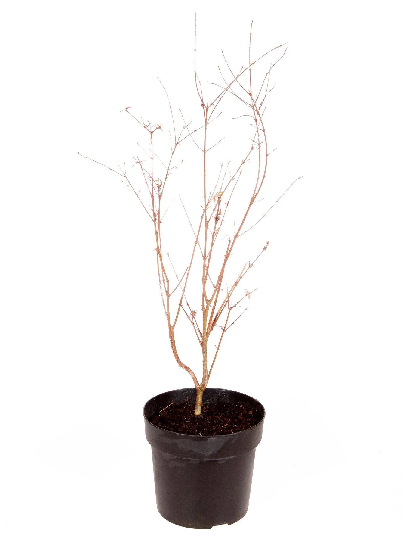 Acer 'Taylor' 3L Pot 50cm Tall - Pink Leaves 4 Acer 'Taylor' 3L Pot 50cm Tall - Pink Leaves - Image 2