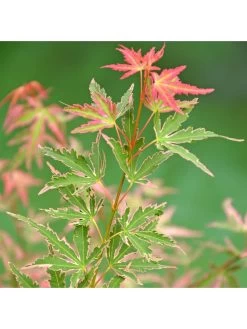 Acer 'Taylor' 3L Pot 50cm Tall - Pink Leaves 9 Acer 'Taylor' 3L Pot 50cm Tall - Pink Leaves -Home Comprehensive NGKTH SQ3 0000000088 NO COLOR SLd1