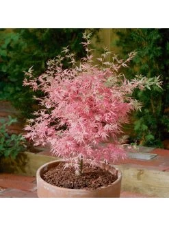 Acer 'Taylor' 3L Pot 50cm Tall - Pink Leaves 10 Acer 'Taylor' 3L Pot 50cm Tall - Pink Leaves -Home Comprehensive NGKTH SQ4 0000000088 NO COLOR SLd2
