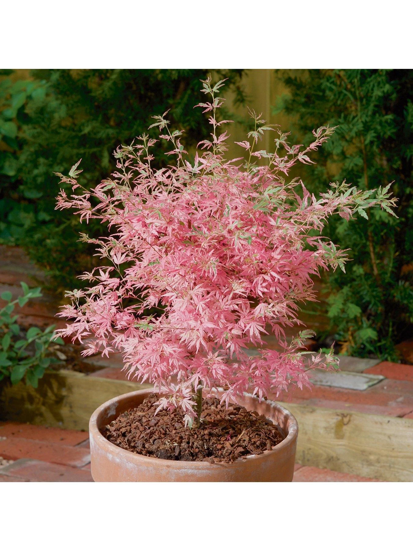 Acer 'Taylor' 3L Pot 50cm Tall - Pink Leaves 6 Acer 'Taylor' 3L Pot 50cm Tall - Pink Leaves - Image 4