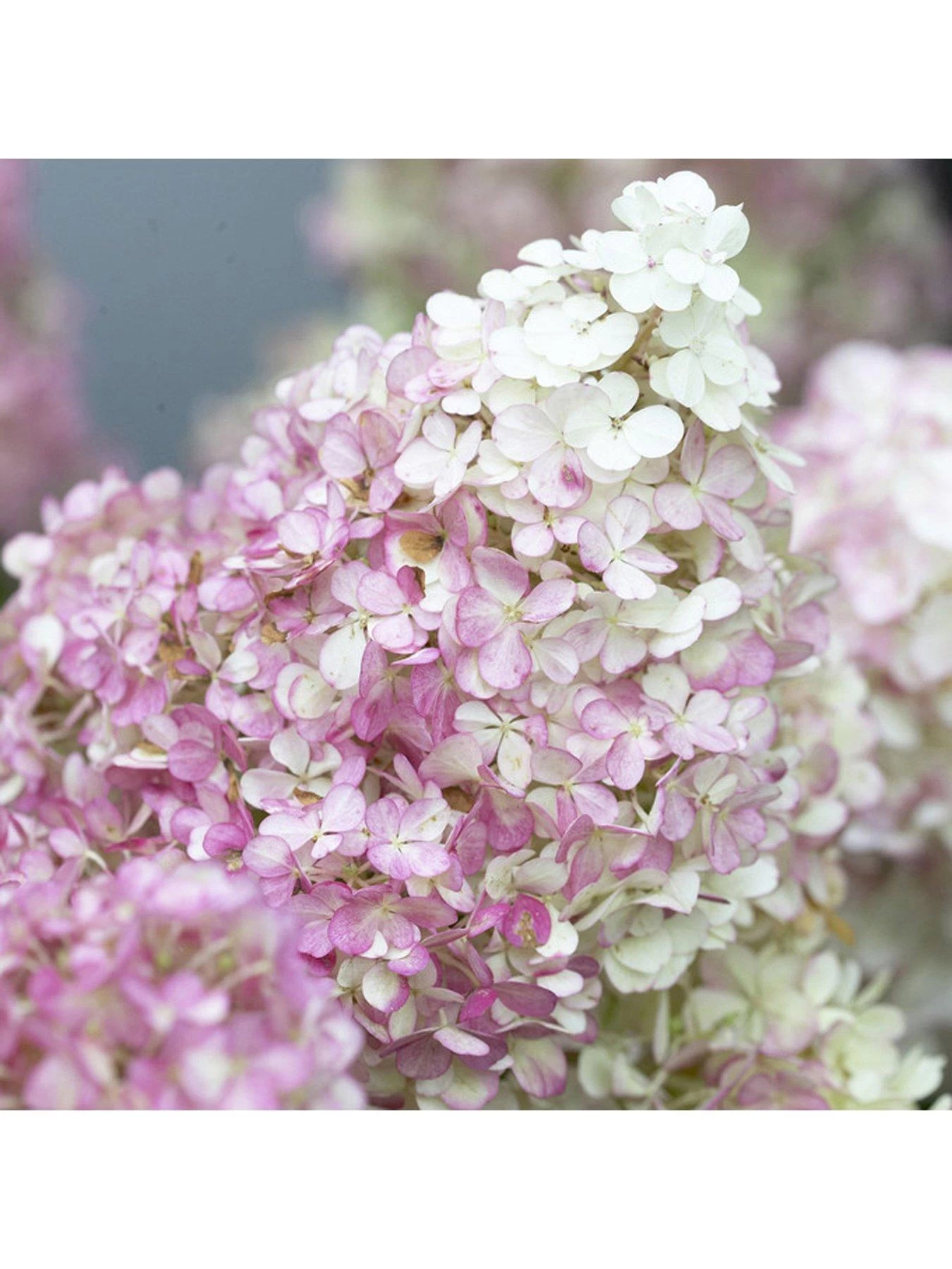 Hydrangea Paniculata Collection 3 X 9cm Pots 5 Hydrangea Paniculata Collection 3 X 9cm Pots - Image 3