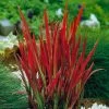 Imperata 'Red Baron' (Blood Grass) 9cm X 3 -Home Comprehensive Q4GQ3 SQ1 0000000088 NO COLOR SLf