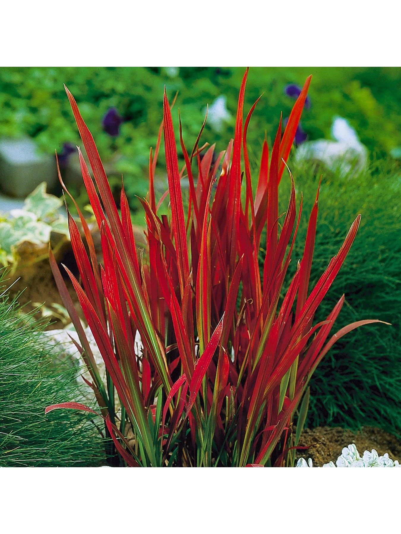 Imperata 'Red Baron' (Blood Grass) 9cm X 3
