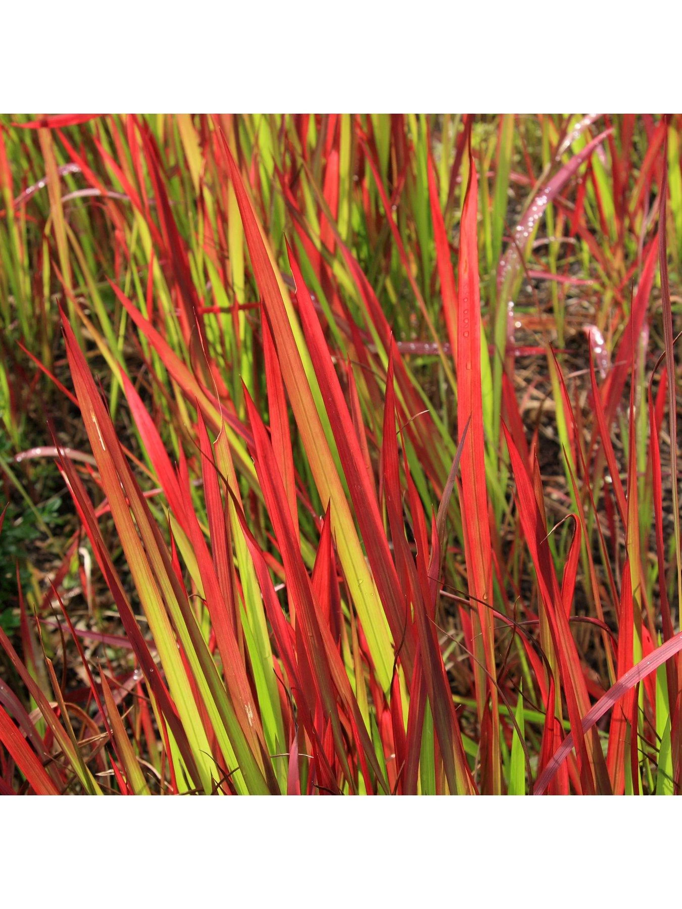 Imperata 'Red Baron' (Blood Grass) 9cm X 3 4 Imperata 'Red Baron' (Blood Grass) 9cm X 3 - Image 2