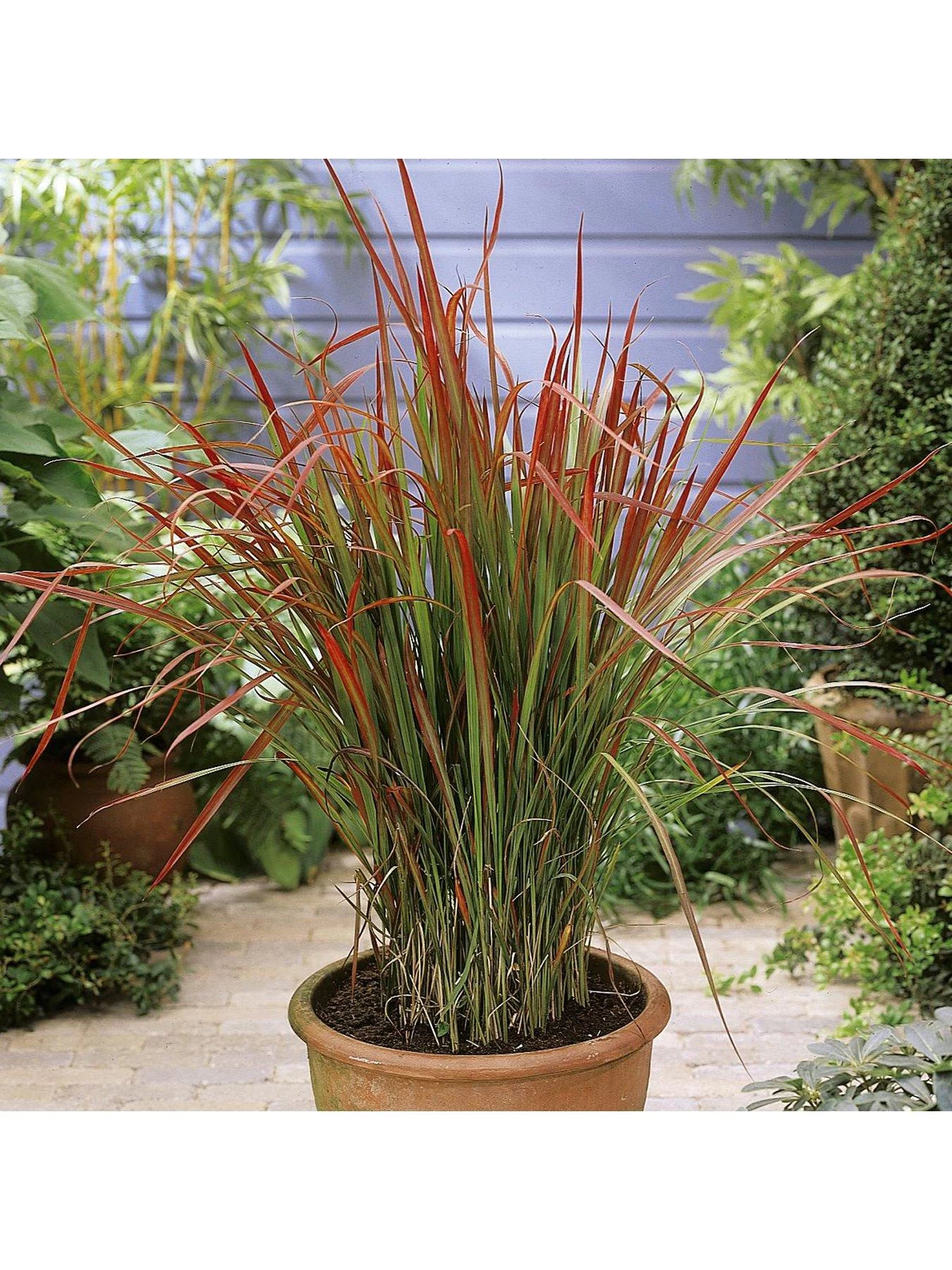 Imperata 'Red Baron' (Blood Grass) 9cm X 3 5 Imperata 'Red Baron' (Blood Grass) 9cm X 3 - Image 3
