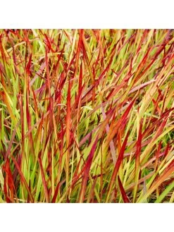 Imperata 'Red Baron' (Blood Grass) 9cm X 3 10 Imperata 'Red Baron' (Blood Grass) 9cm X 3 -Home Comprehensive Q4GQ3 SQ4 0000000088 NO COLOR SLd2