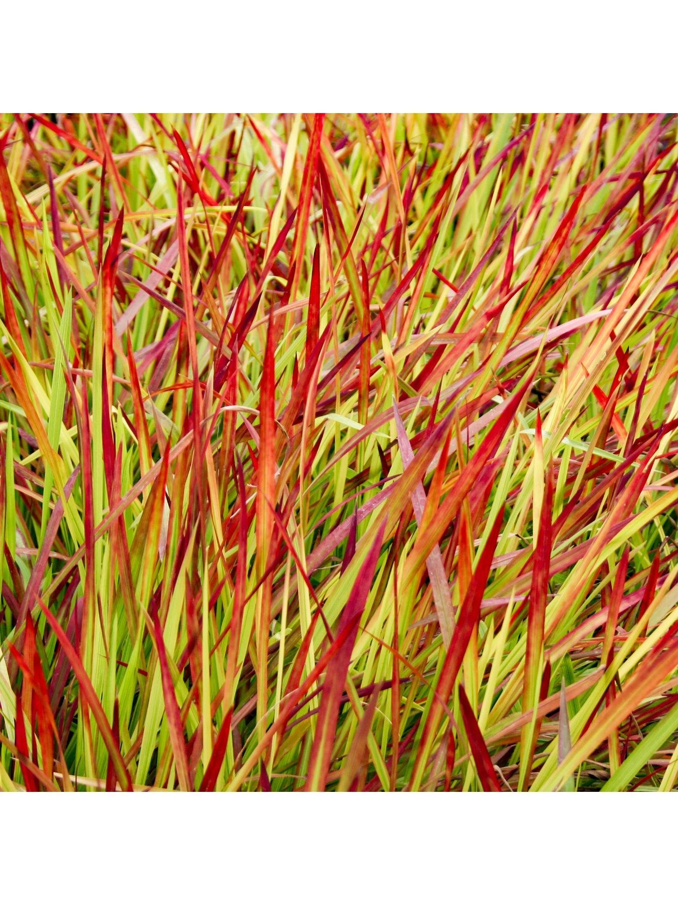 Imperata 'Red Baron' (Blood Grass) 9cm X 3 6 Imperata 'Red Baron' (Blood Grass) 9cm X 3 - Image 4