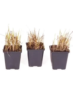 Imperata 'Red Baron' (Blood Grass) 9cm X 3 11 Imperata 'Red Baron' (Blood Grass) 9cm X 3 -Home Comprehensive Q4GQ3 SQ5 0000000088 NO COLOR SLd3