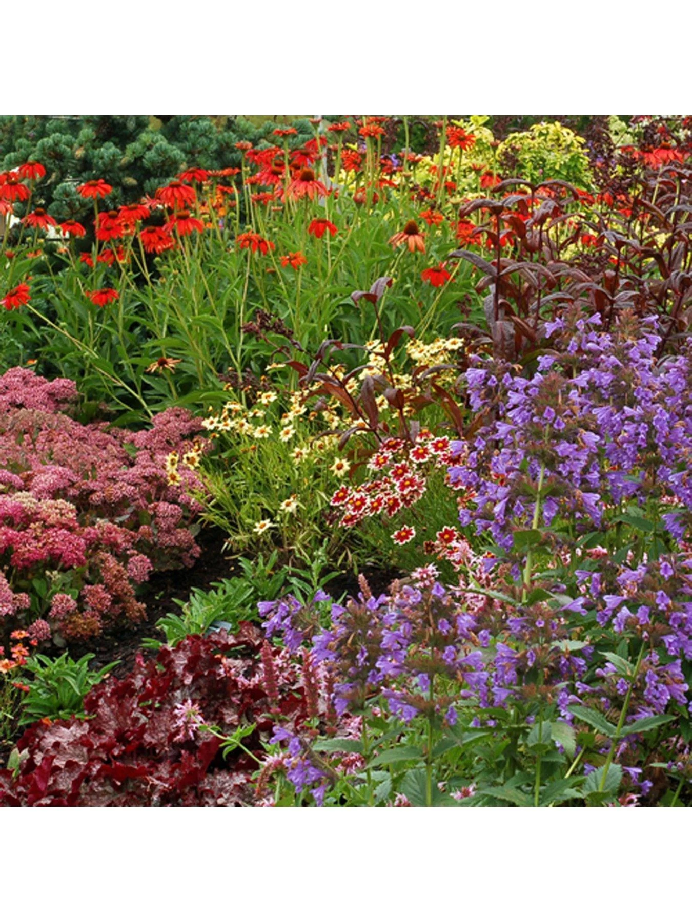 Lucky Dip Perennial 12 Plant Collection 4 Lucky Dip Perennial 12 Plant Collection - Image 2