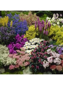 Lucky Dip Perennial 12 Plant Collection 9 Lucky Dip Perennial 12 Plant Collection -Home Comprehensive Q4GQ4 SQ3 0000000088 NO COLOR SLd1