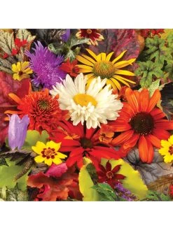 Lucky Dip Perennial 12 Plant Collection 10 Lucky Dip Perennial 12 Plant Collection -Home Comprehensive Q4GQ4 SQ4 0000000088 NO COLOR SLd2