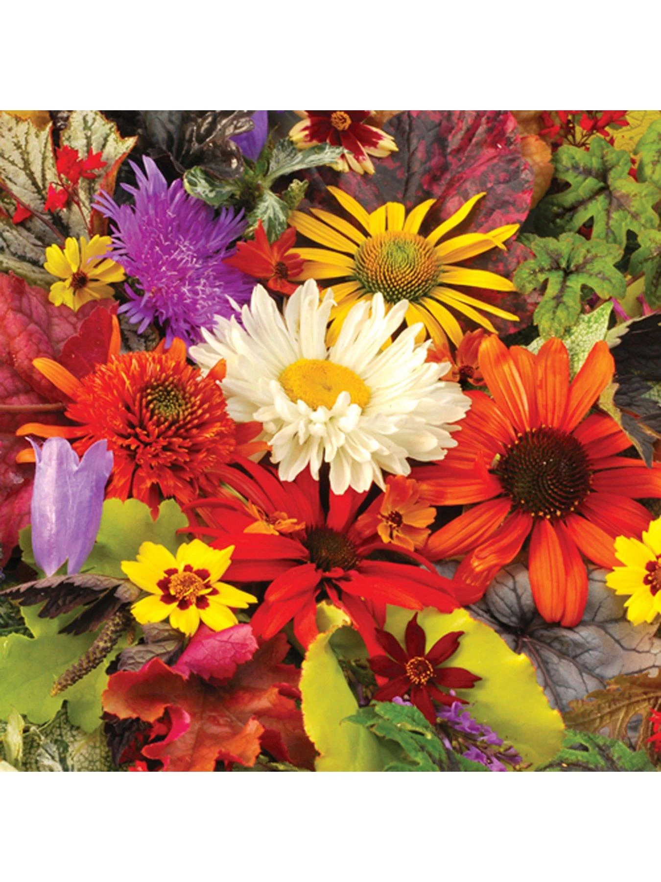 Lucky Dip Perennial 12 Plant Collection 6 Lucky Dip Perennial 12 Plant Collection - Image 4