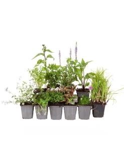 Lucky Dip Perennial 12 Plant Collection 11 Lucky Dip Perennial 12 Plant Collection -Home Comprehensive Q4GQ4 SQ5 0000000088 NO COLOR SLd3