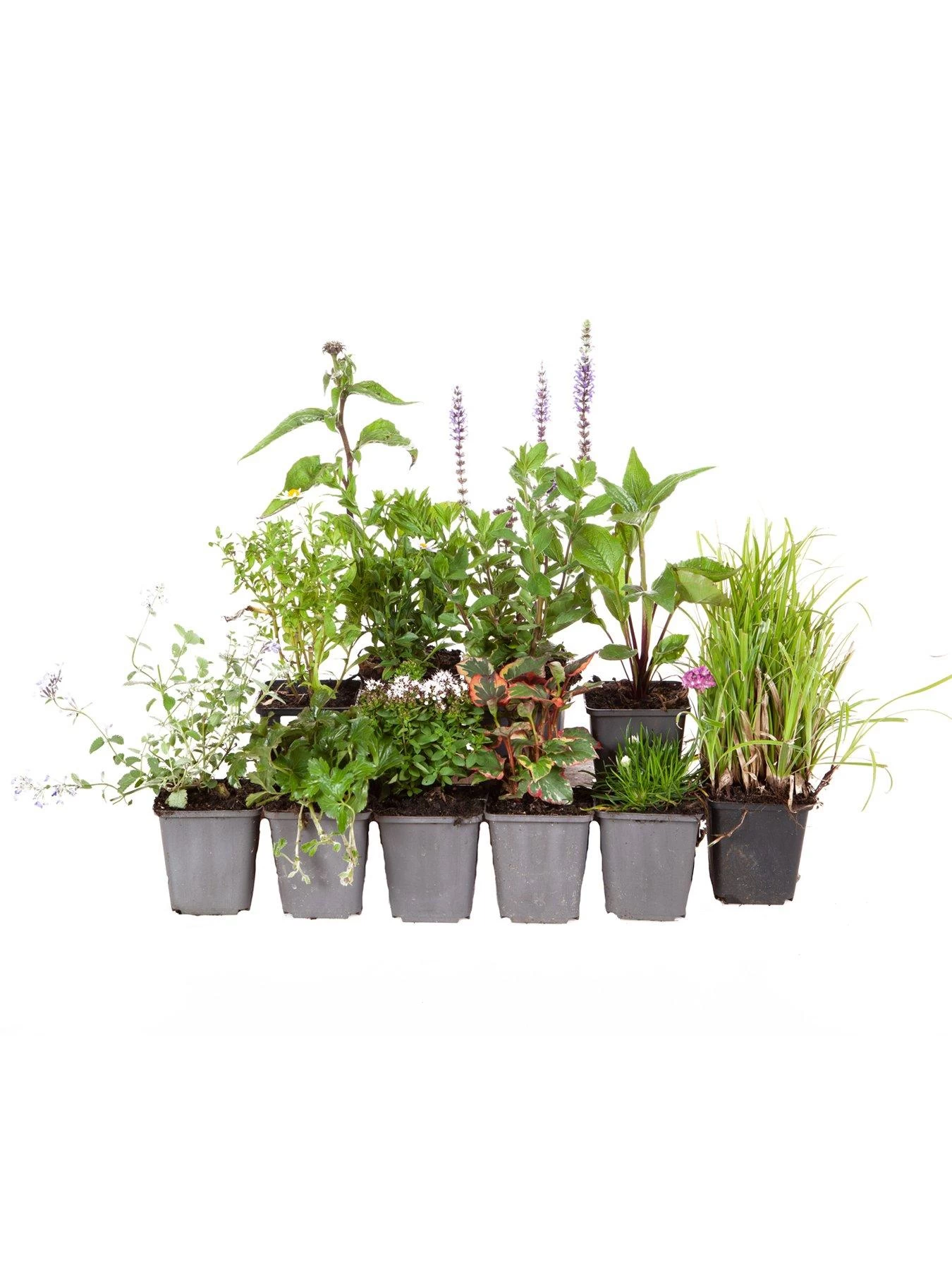 Lucky Dip Perennial 12 Plant Collection 7 Lucky Dip Perennial 12 Plant Collection - Image 5