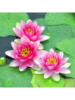Water Lily Planting Kit - Pink