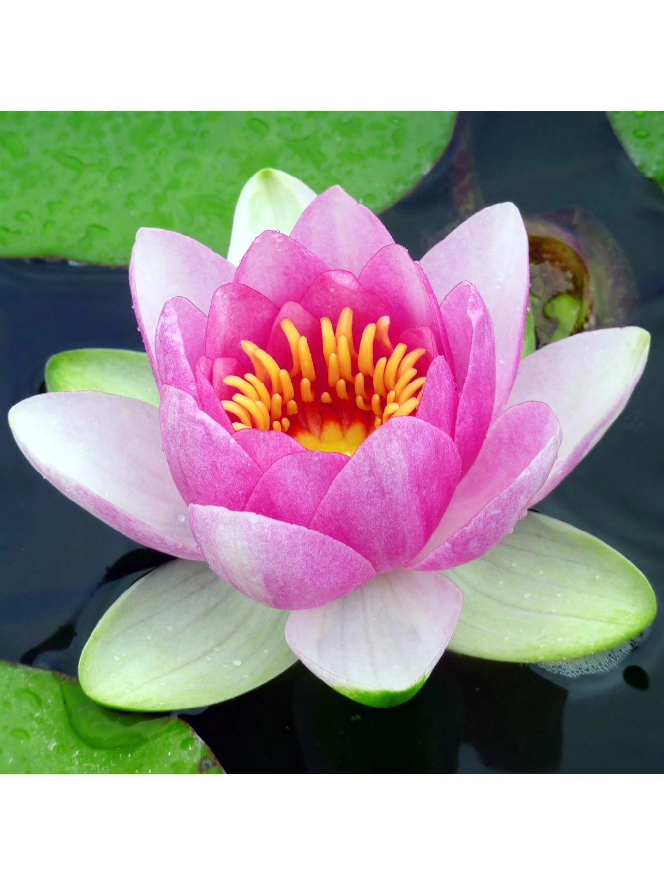 Water Lily Planting Kit - Pink 4 Water Lily Planting Kit - Pink - Image 2