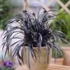 Ophiopogon Black Dragon Grass 2 Ophiopogon Black Dragon Grass -Home Comprehensive QPA3K SQ1 0000000088 NO COLOR SLf