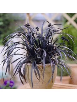 Ophiopogon Black Dragon Grass