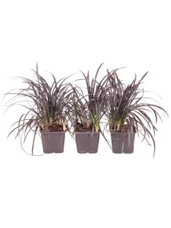 Ophiopogon Black Dragon Grass -Home Comprehensive QPA3K SQ3 0000000088 NO COLOR SLd1
