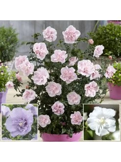 Double Flowered 'Chiffon' Hibiscus Collection 3 X 2L