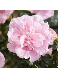 Double Flowered 'Chiffon' Hibiscus Collection 3 X 2L -Home Comprehensive QY9MR SQ3 0000000099 N A SLd1