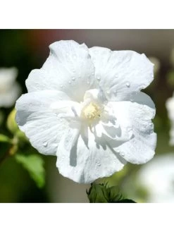 Double Flowered 'Chiffon' Hibiscus Collection 3 X 2L -Home Comprehensive QY9MR SQ4 0000000099 N A SLd2