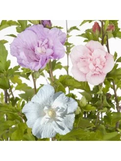 Double Flowered 'Chiffon' Hibiscus Collection 3 X 2L -Home Comprehensive QY9MR SQ5 0000000099 N A SLd3