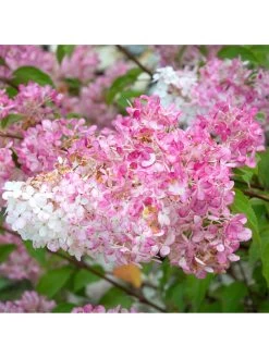 Hydrangea Paniculata 'Vanille Fraise' 3L