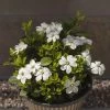 Gardenia Kleims Hardy 2L 1 Gardenia Kleims Hardy 2L -Home Comprehensive R7VRH SQ1 0000000088 NO COLOR SLf