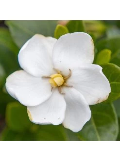 Home Comprehensive -Home Comprehensive R7VRH SQ2 0000000088 NO COLOR SLd