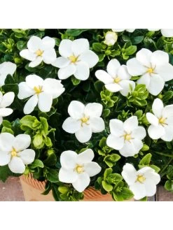 Gardenia Kleims Hardy 2L -Home Comprehensive R7VRH SQ3 0000000088 NO COLOR SLd1