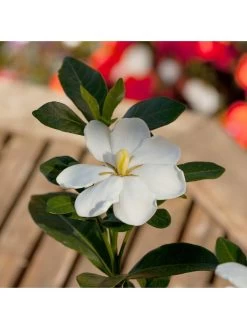 Gardenia Kleims Hardy 2L -Home Comprehensive R7VRH SQ4 0000000088 NO COLOR SLd2