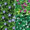 Vinca Collection 3 X 9cm Pot 1 Vinca Collection 3 X 9cm Pot -Home Comprehensive RF3FF SQ1 0000000088 NO COLOR SLf