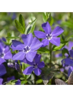 Home Comprehensive -Home Comprehensive RF3FF SQ2 0000000088 NO COLOR SLd