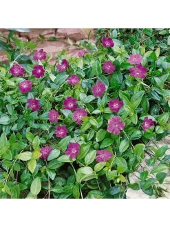 Vinca Collection 3 X 9cm Pot 8 Vinca Collection 3 X 9cm Pot -Home Comprehensive RF3FF SQ3 0000000088 NO COLOR SLd1