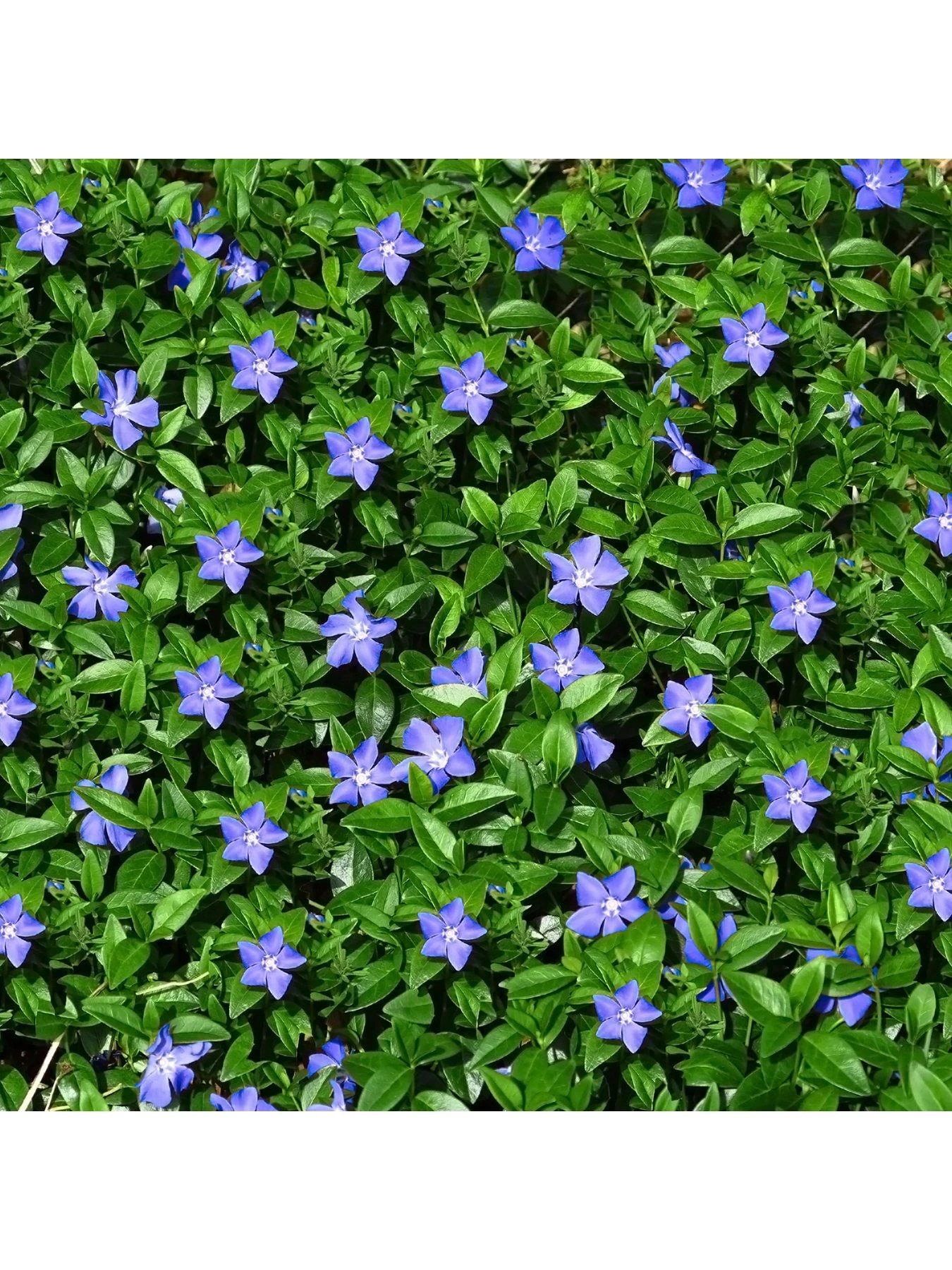 Vinca Collection 3 X 9cm Pot 6 Vinca Collection 3 X 9cm Pot - Image 4