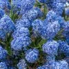Ceanothus Thyrsiflorus Var Repens 3 X 9cm Pot