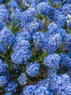 Ceanothus Thyrsiflorus Var Repens 3 X 9cm Pot