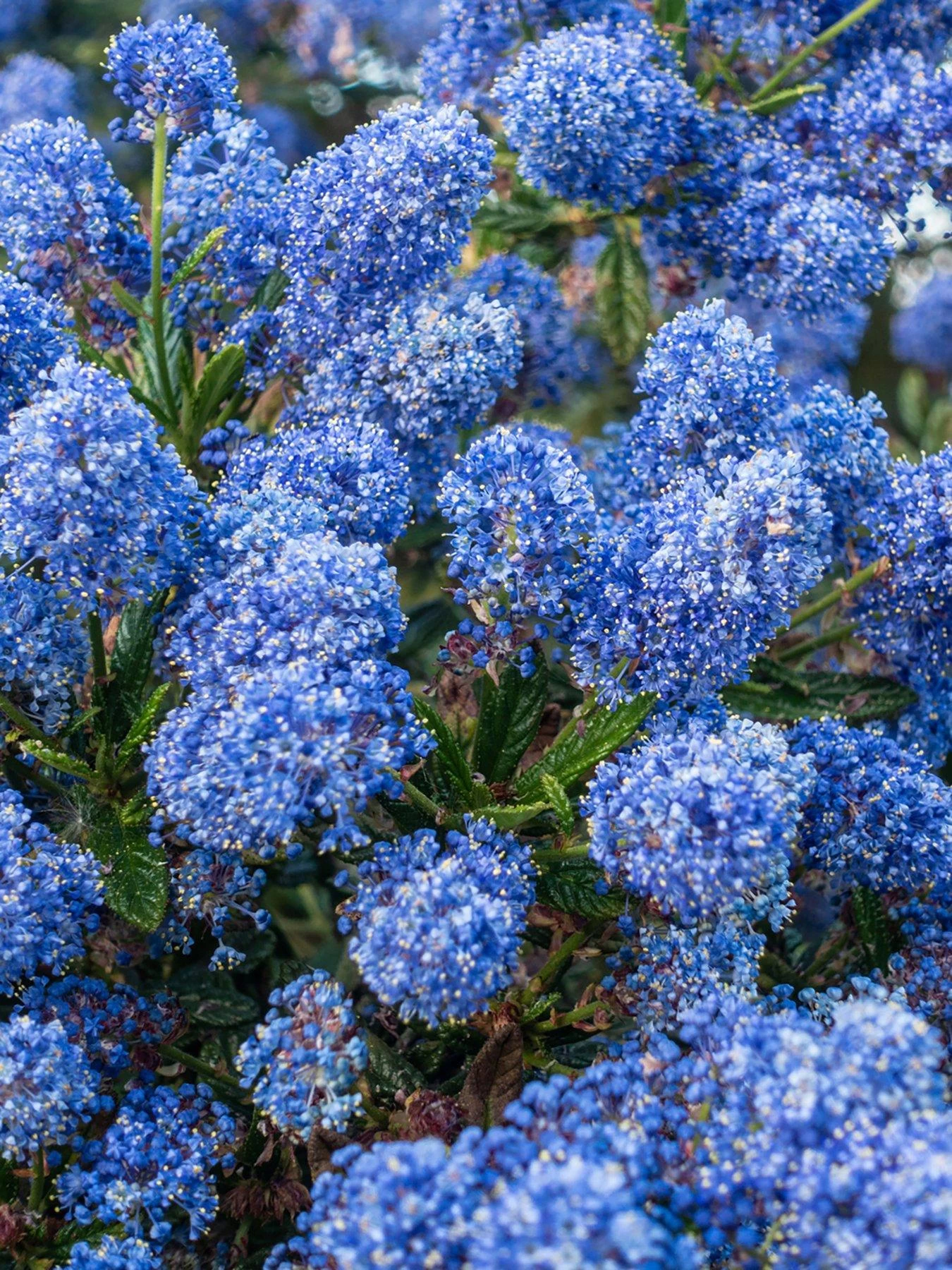Ceanothus Thyrsiflorus Var Repens 3 X 9cm Pot